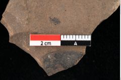 Foto (Detailansicht) von Glyptostrobus europaeus Brongniart (NHMW-GEO-2024-0188-0154)